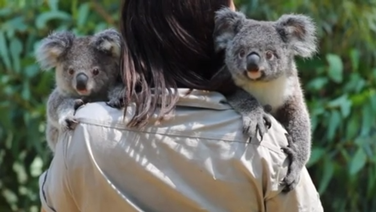 Photos of Koalas 'Hugging It Out' at Australia Reptile Park Are