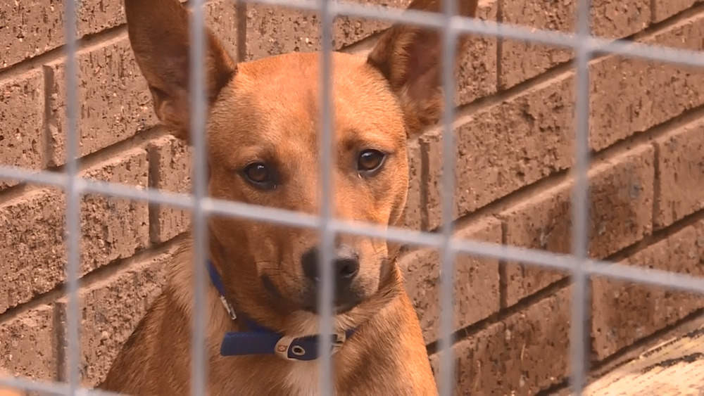 pets-are-now-allowed-in-every-apartment-in-nsw-man-of-many