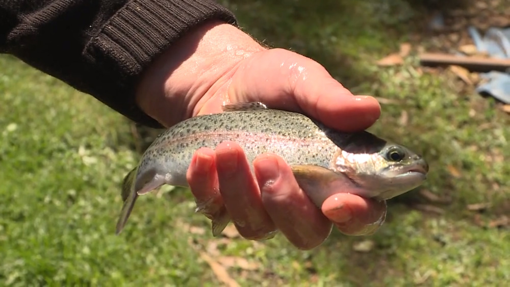 DROUGHT SEES TROUT NUMBERS PLUMMET NBN News