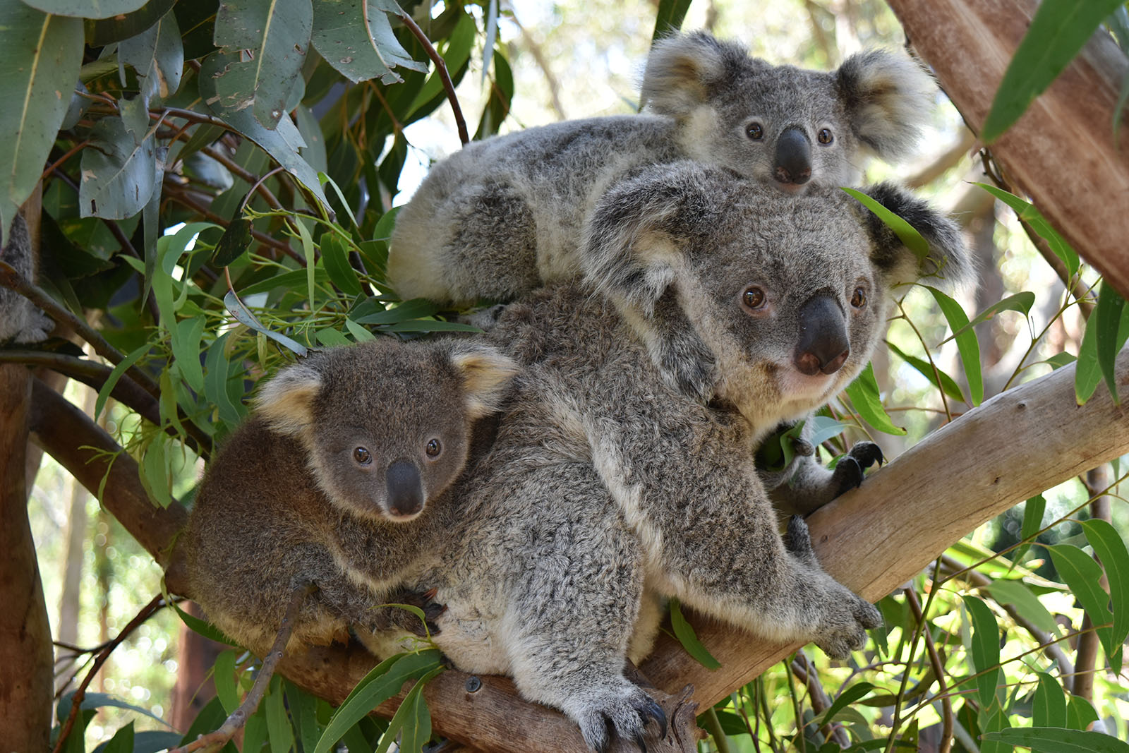 Spotlight on the Koala - Wilderness Australia