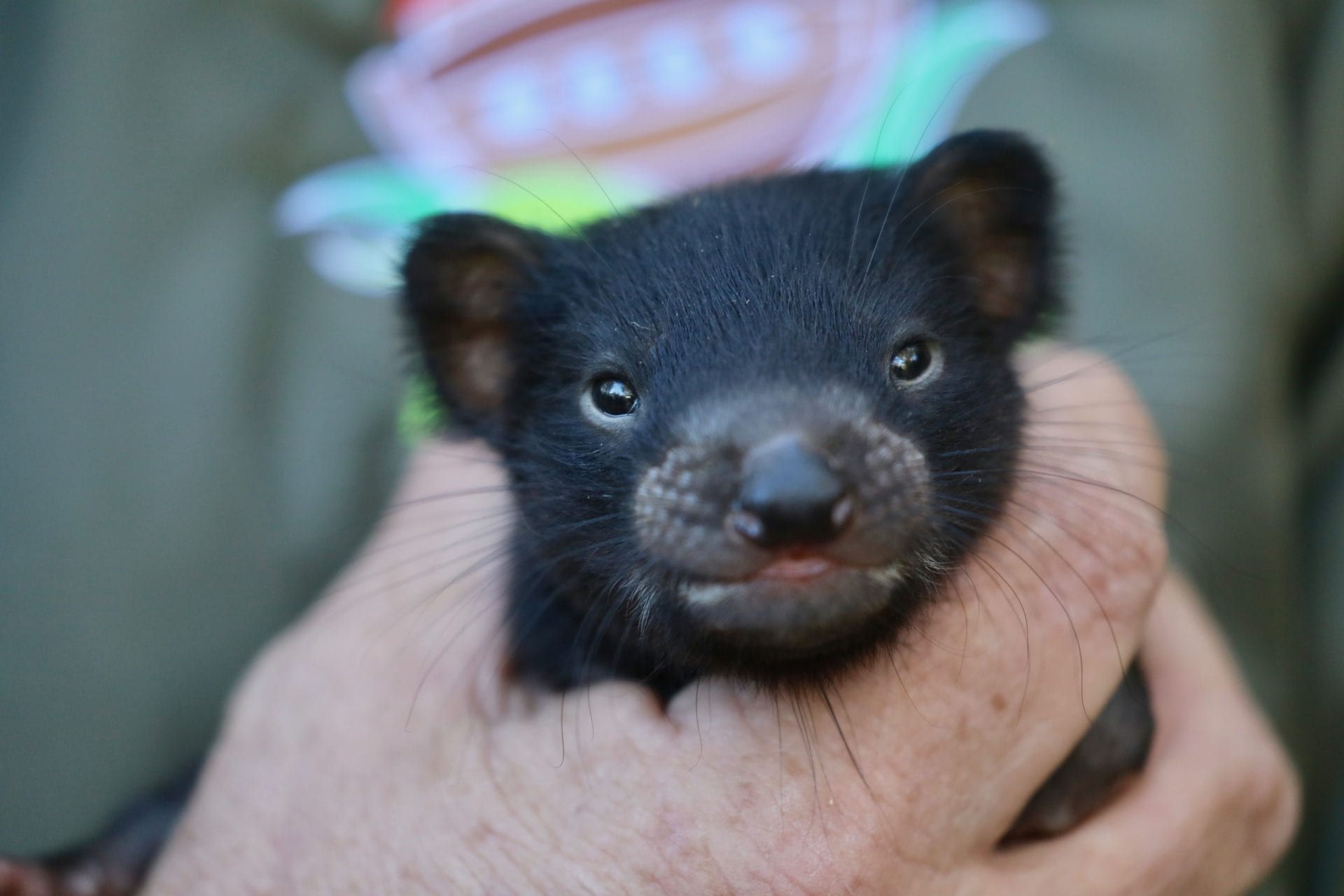 NBN News | COAST DEVIL JOEYS TO BOOST WILD POPULATION