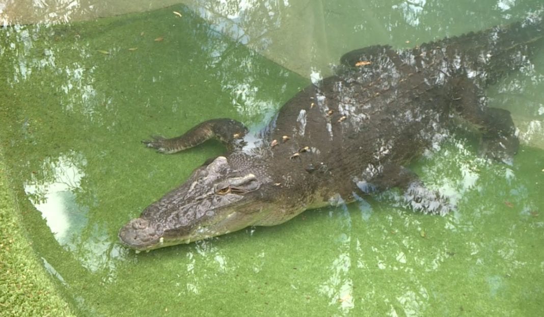 Keeper Goes Swimming With Cranky Croc Elvis – Nbn News