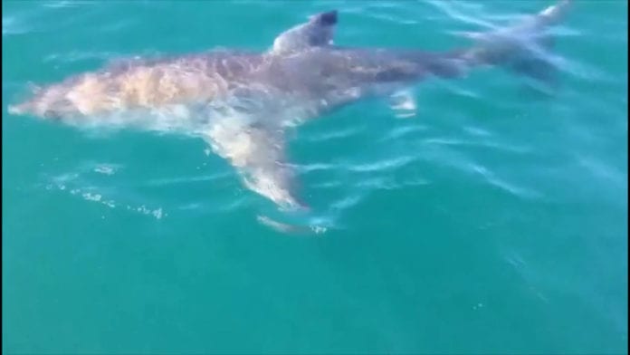 THREE METRE SHARK SPOTTED JUST OFF FORSTER MAIN BEACH – NBN News