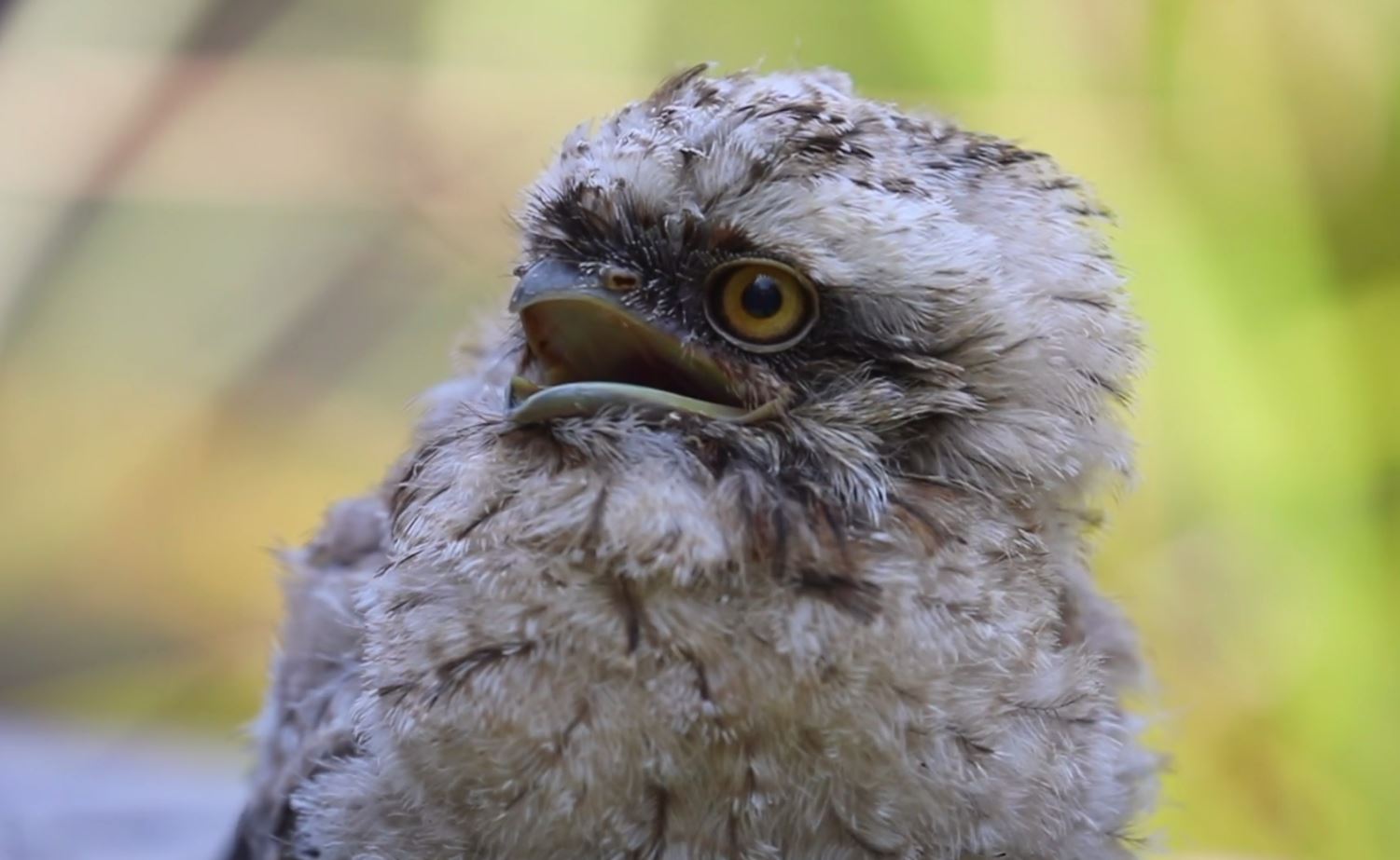 MEET ‘FURBY’ THE TAWNY FROGMOUTH CHICK – NBN News