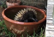 NATIVE SPECIES STILL NEED YOUR HELP POST BUSHFIRES