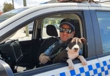 POLICE RECOVER STOLEN PUPPY