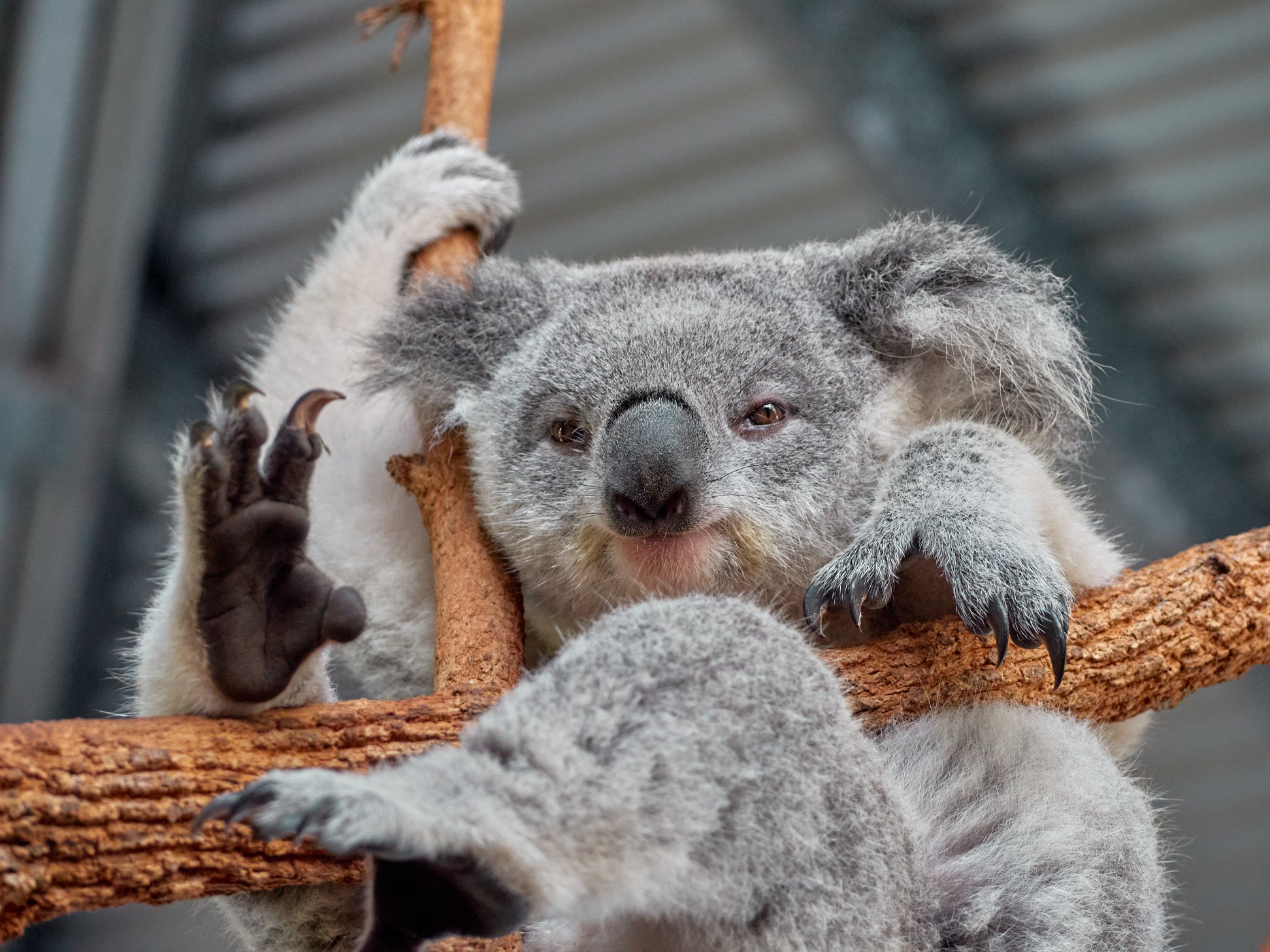 adopt-a-koala-for-mum-this-mothers-day-nbn-news