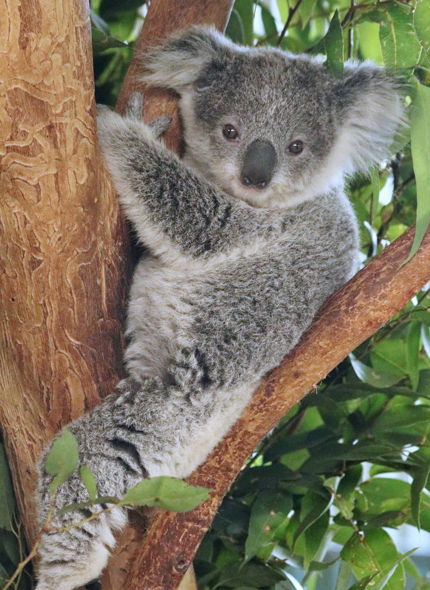 adopt-a-koala-for-mum-this-mothers-day-nbn-news