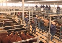 CATTLE SALES RETURN WITHOUT COVID-19 RESTRICTIONS