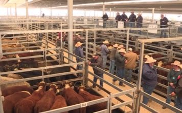 CATTLE SALES RETURN WITHOUT COVID-19 RESTRICTIONS