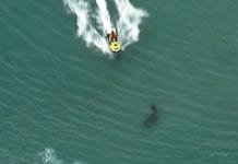 SEARCH FOR KILLER SHARK