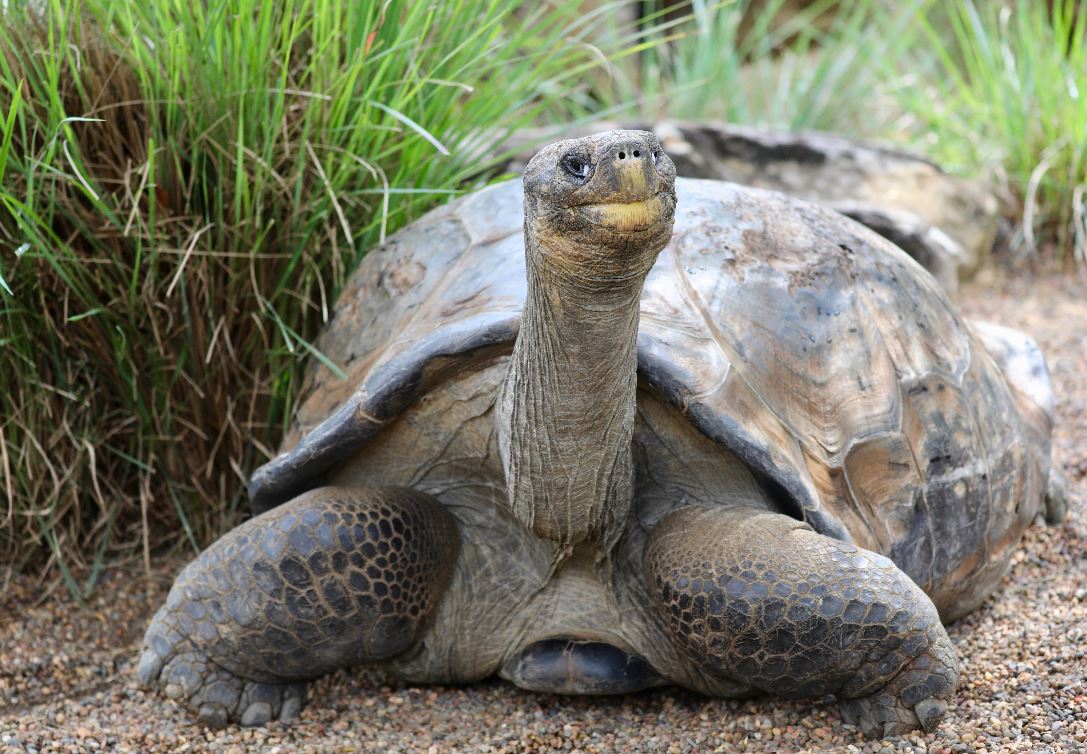 NBN News | BIG DAY THE REPTILE HUGO