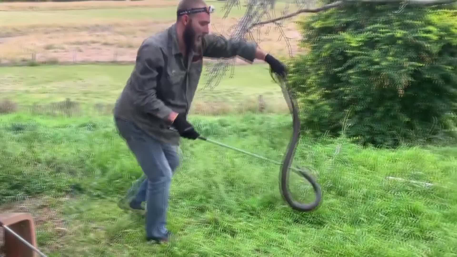 SNAKES ON THE MOVE AS MATING SEASON COMMENCES | NBN News