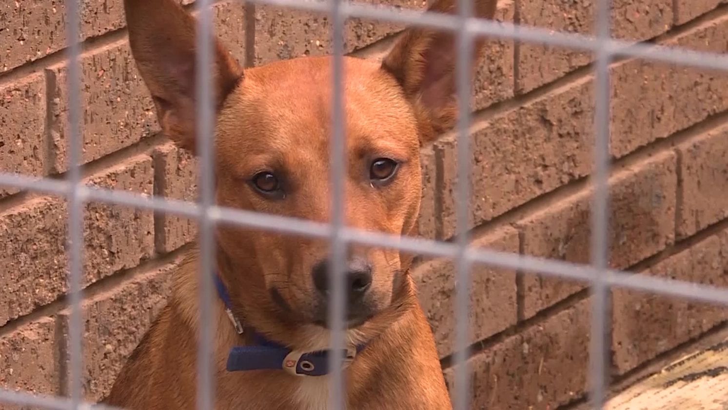 RSPCA DOUBLES DONATIONS IN ‘GIVE TO GET THEM HOME’ INITIATIVE NBN News