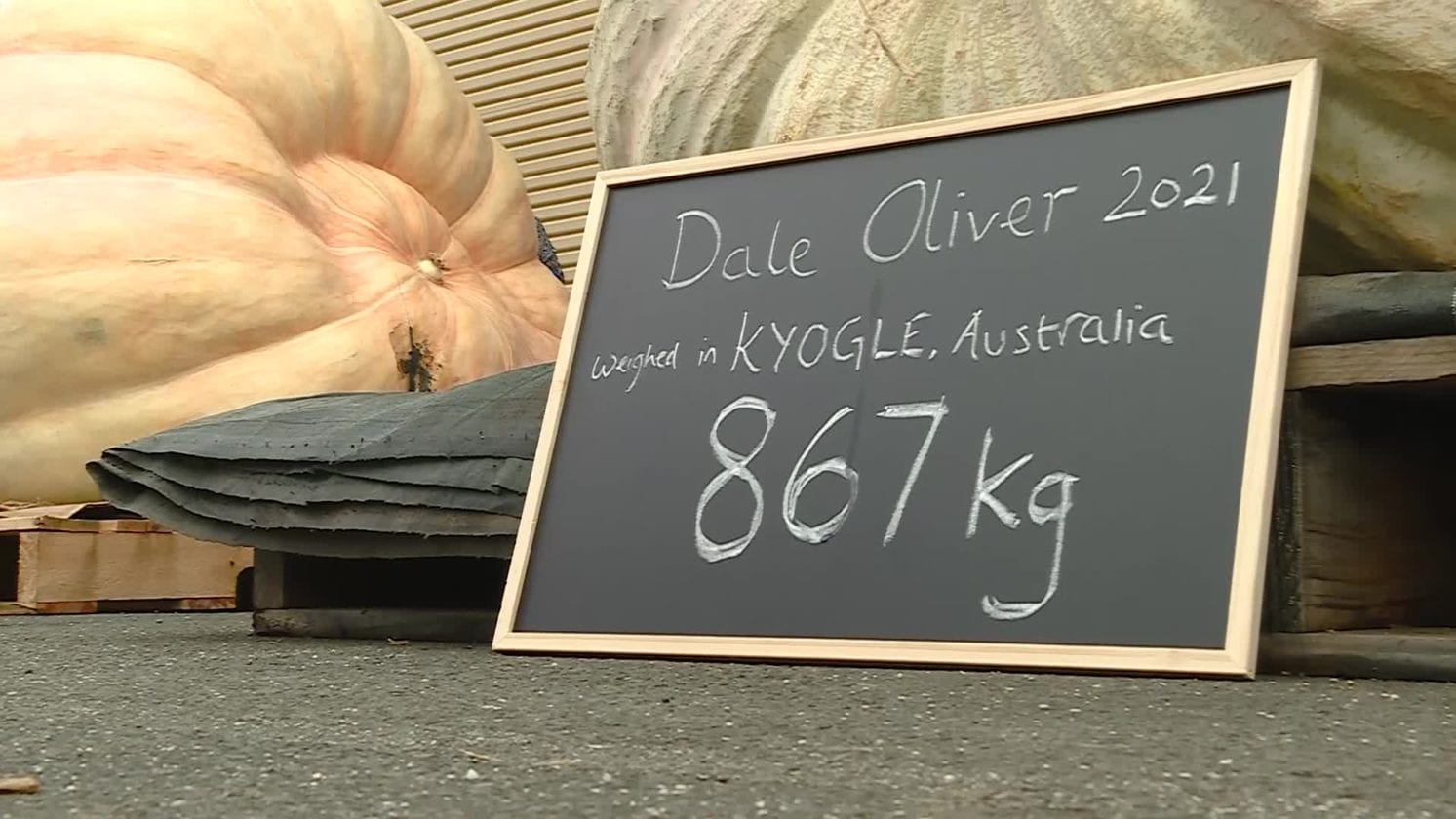 RECORD TUMBLES AT KYOGLE’S GIANT PUMPKIN FESTIVAL NBN News