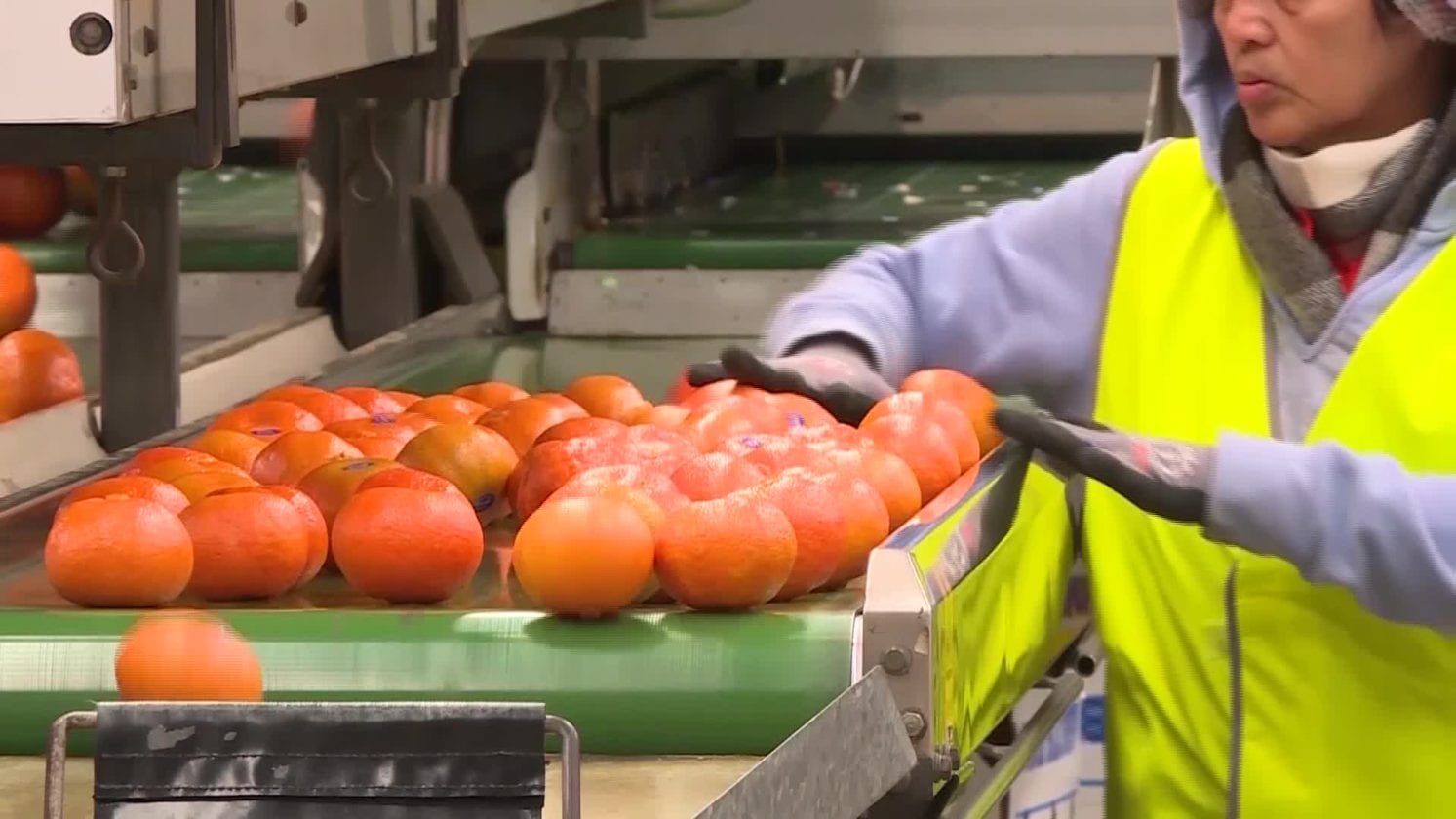 815 SEASONAL WORKERS GRANTED CONDITIONAL ENTRY INTO NEW SOUTH WALES