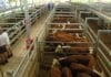 REGION’S LIVESTOCK EXCHANGE ON TRACK TO RECORD BIGGEST MONTH IN HISTORY