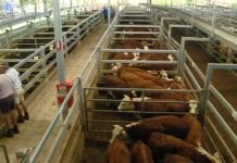 REGION’S LIVESTOCK EXCHANGE ON TRACK TO RECORD BIGGEST MONTH IN HISTORY