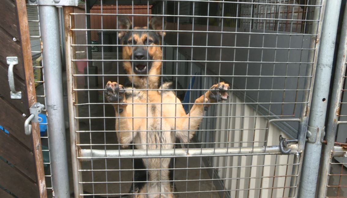 ANIMAL SHELTERS CALL FOR MORE 'FOREVER HOMES' | NBN News