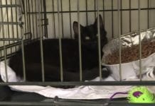 ARMIDALE RSPCA FINDS HANDFUL OF ‘FUR-EVER’ HOMES FOR NEGLECTED PETS