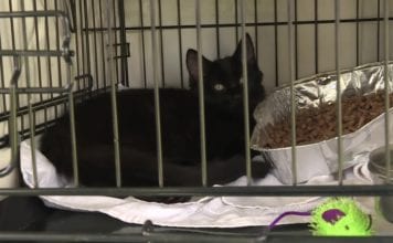 ARMIDALE RSPCA FINDS HANDFUL OF ‘FUR-EVER’ HOMES FOR NEGLECTED PETS