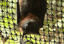 NEW FACILITY TO DOUBLE CAPACITY FOR FLYING FOXES ON THE CENTRAL COAST