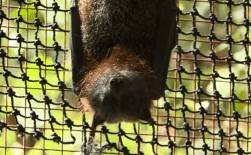 NEW FACILITY TO DOUBLE CAPACITY FOR FLYING FOXES ON THE CENTRAL COAST