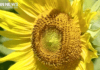 CASINO SUNFLOWERS BLOOMING BRIGHTLY
