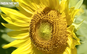 CASINO SUNFLOWERS BLOOMING BRIGHTLY