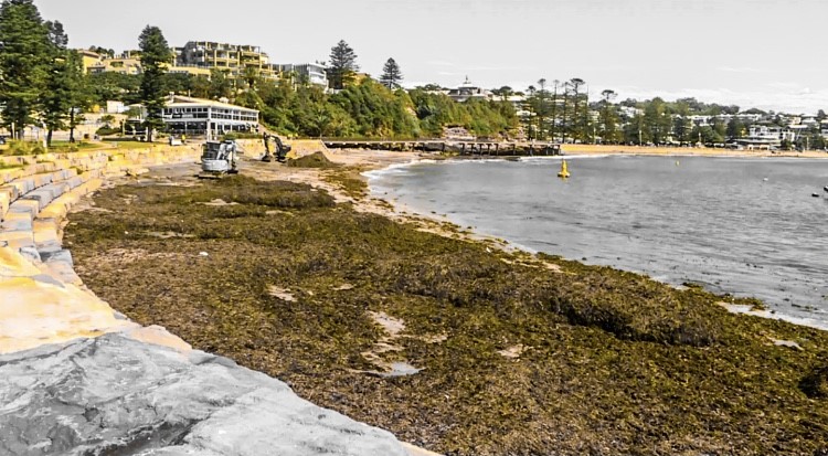 seaweed on terrigal beach at the haven
