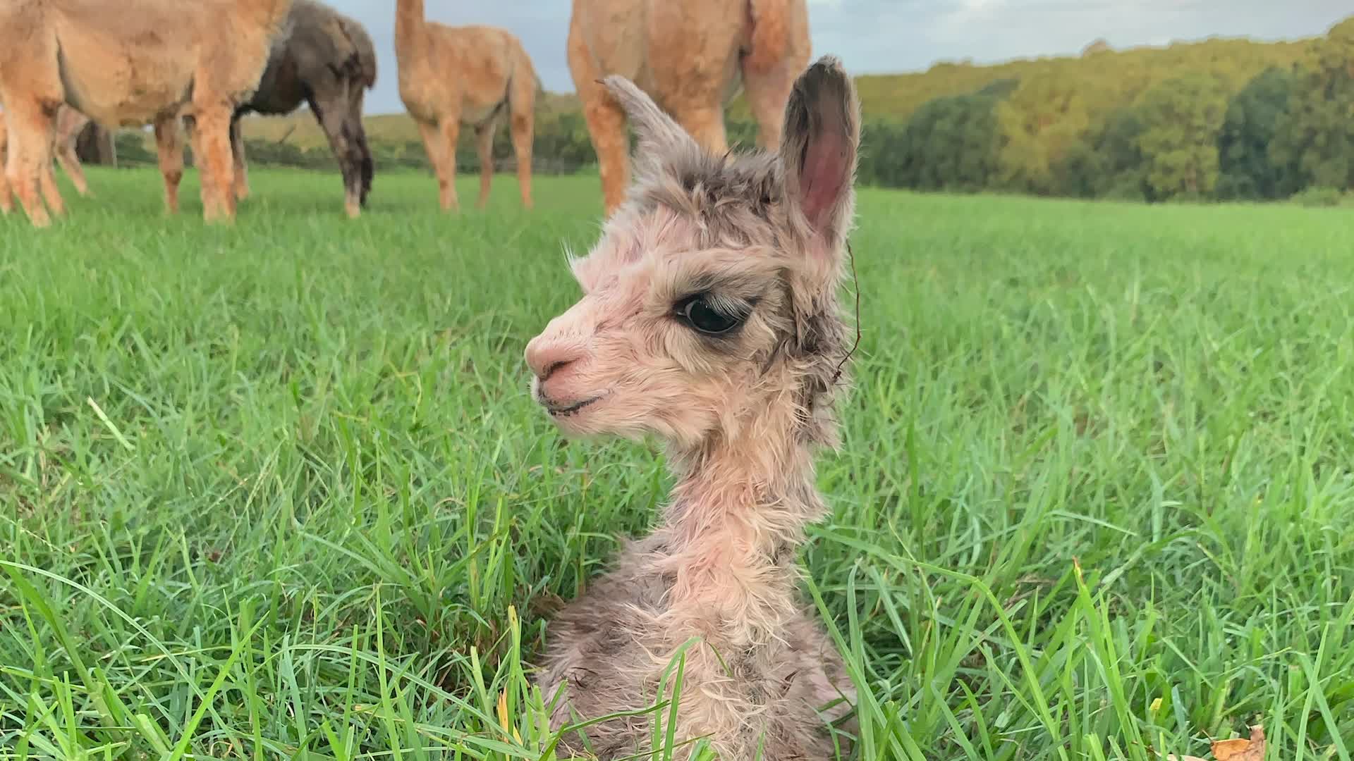 BABY ALPACA KILLED AFTER BEING TAKEN FROM FAR NORTH COAST PROPERTY