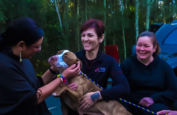 dog named denim being patted by journalist and held by animal shelter workers for story on over-breeding dogs