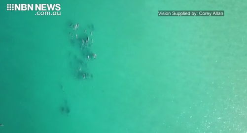 drone vision of a pod of dolphins