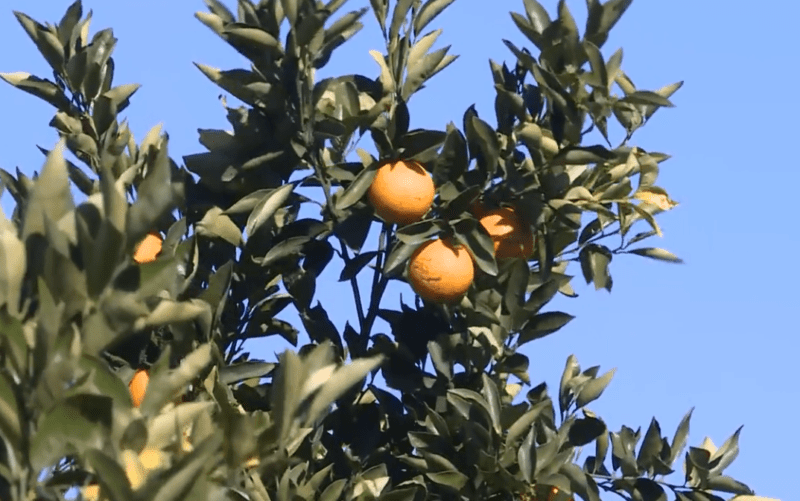 ORANGE SHORTAGE IMPACTS LOCAL BUSINESS NBN News