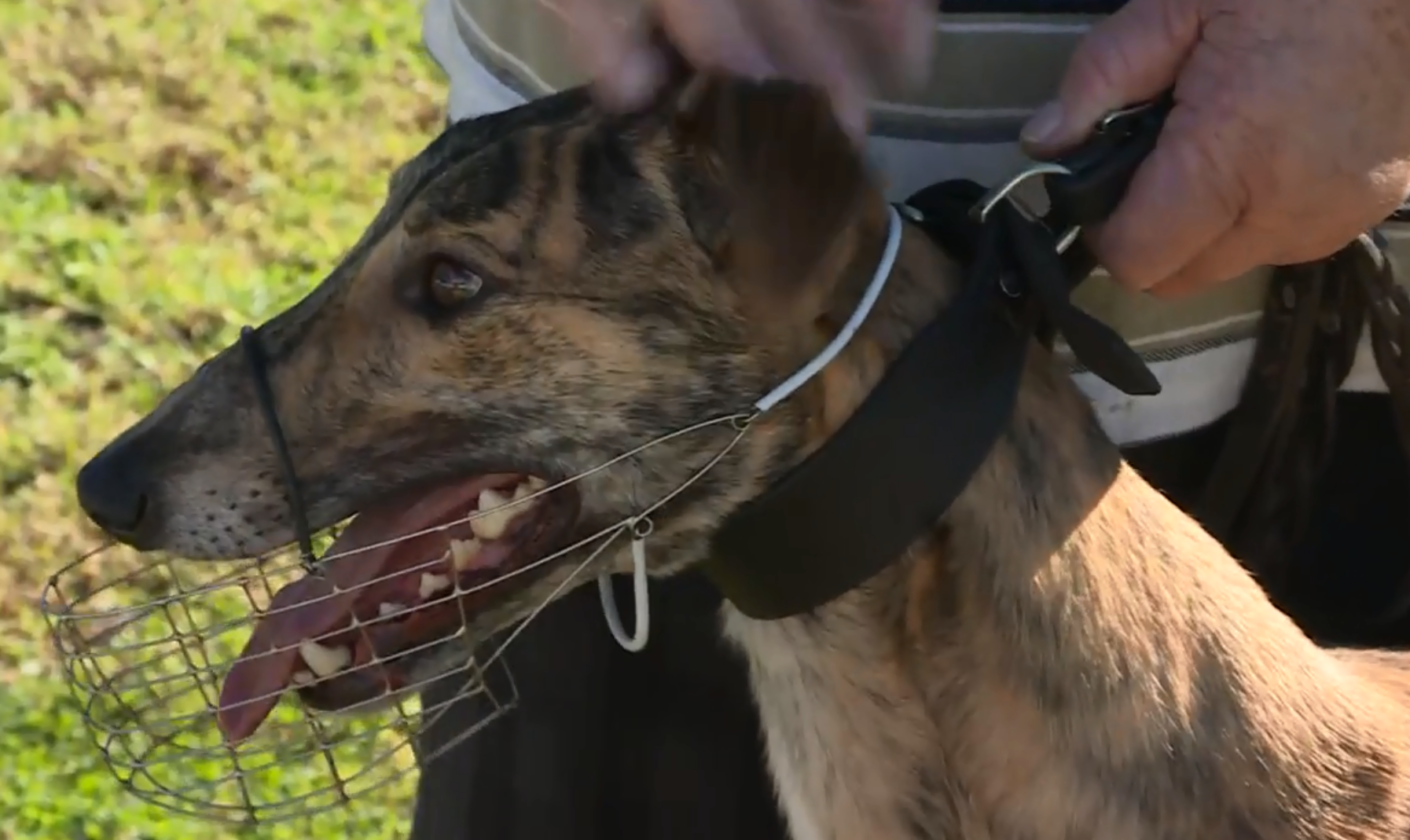 GOSFORD GREYHOUNDS RUN THROUGH LOCKDOWN – NBN News