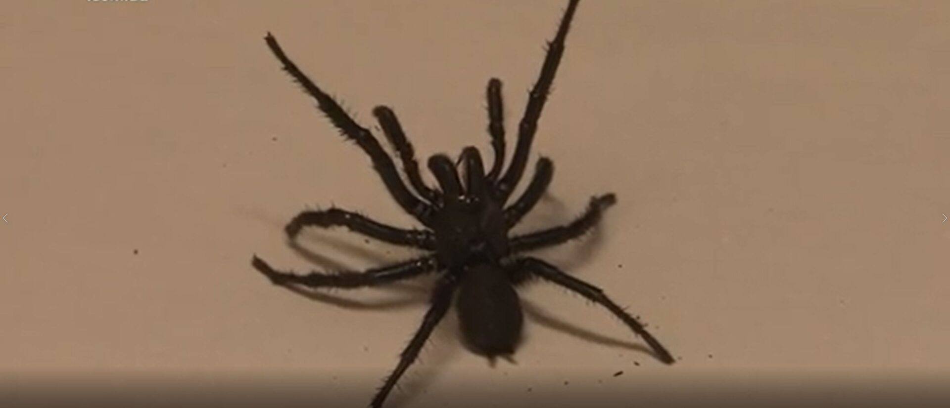 FUNNEL WEB SCARE ON THE CENTRAL COAST PROMPTS SPIDER WARNING – NBN News