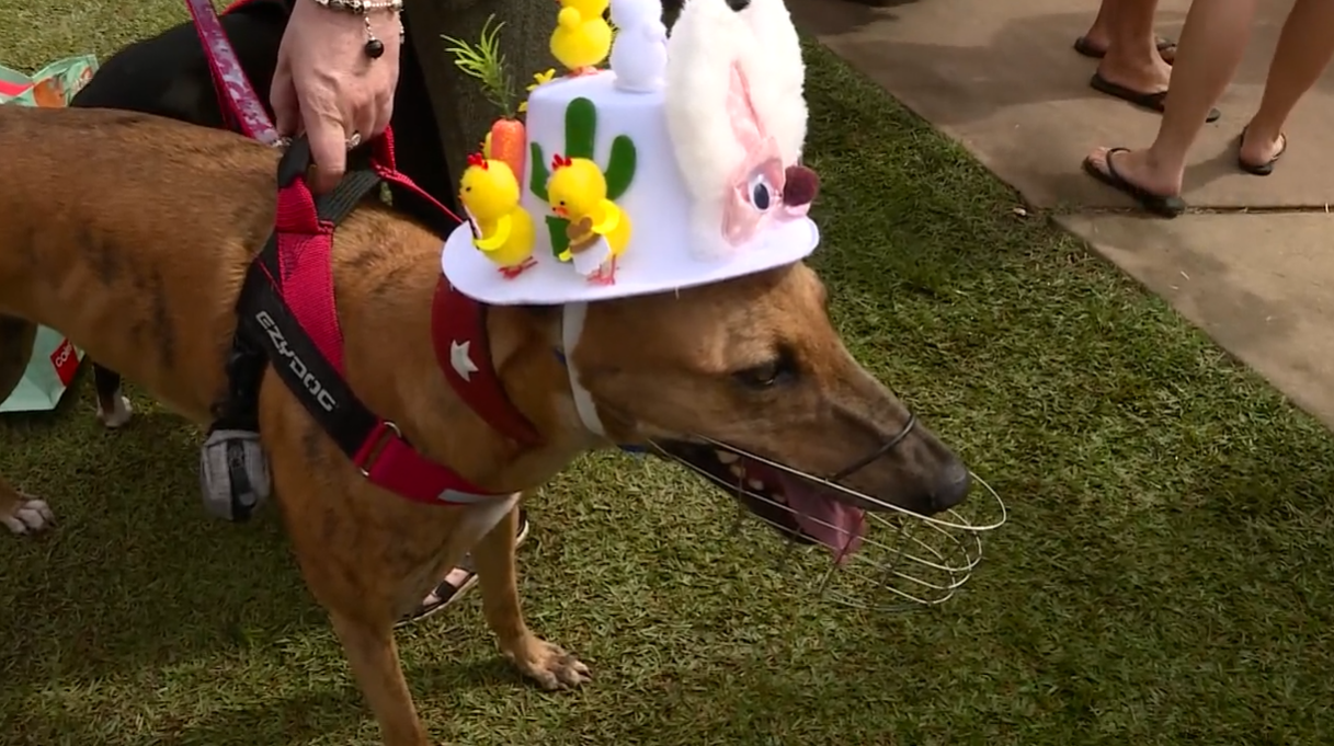 Easter hats for dogs sale