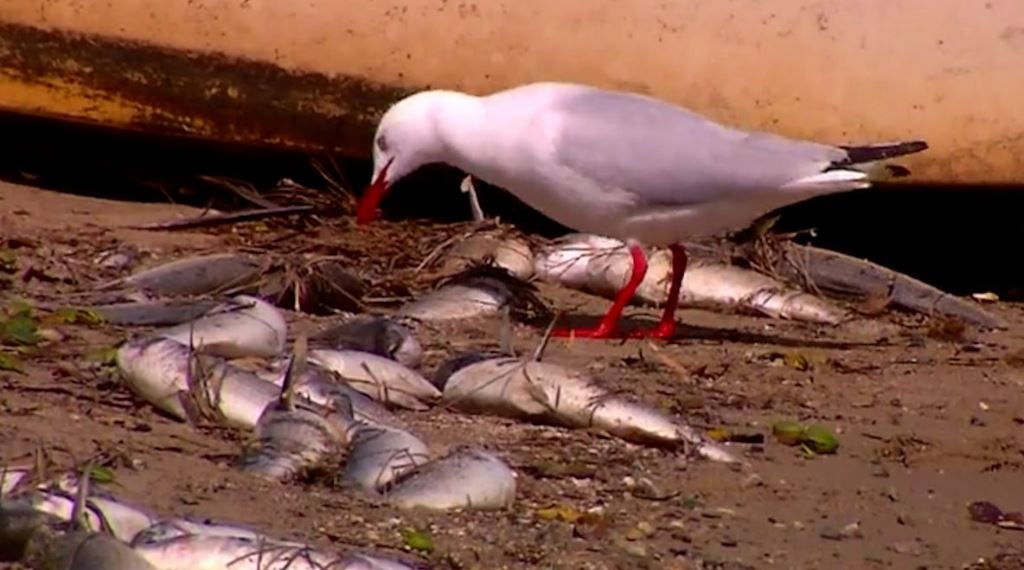 Authorities investigate a second fish kill at Lake Macquarie NBN News