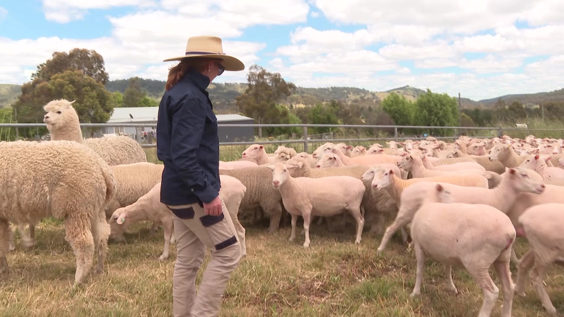 sheep-graziers-struggle-to-stop-thriving-worms-nbn-news