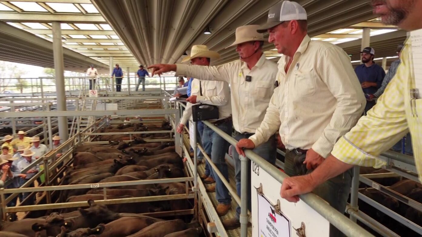 Ray White host first cattle sale at Tamworth Livestock Exchange NBN News