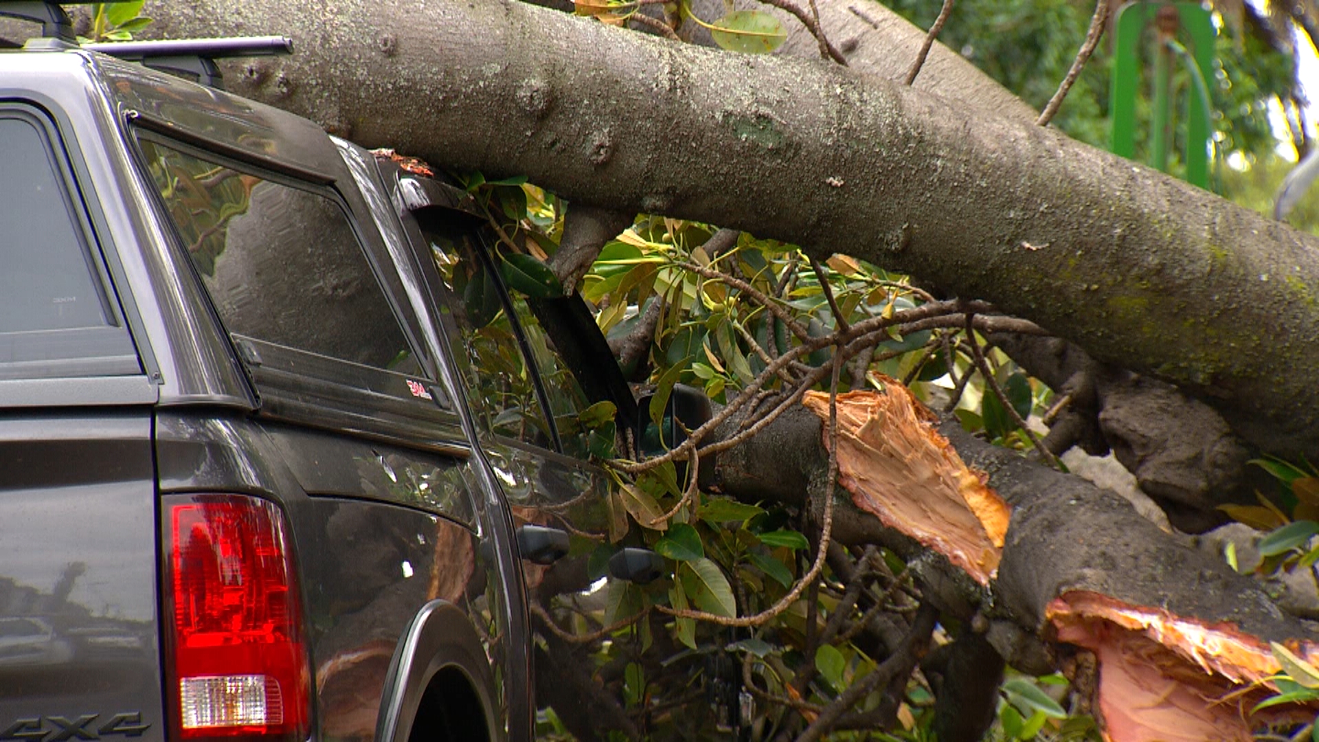 Fallen tree causes damage in Wickham – NBN News