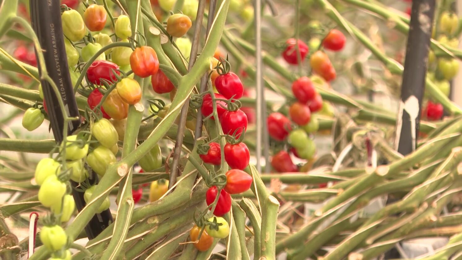 Centuria Capitol Group buys Guyra Tomato Farm NBN News