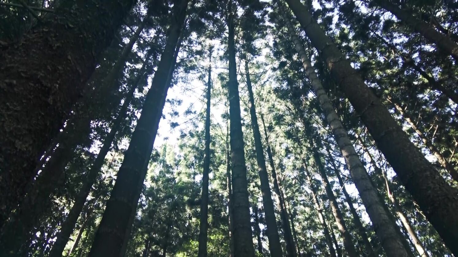 lismore-rainforest-botanic-garden-celebrates-10th-anniversary-nbn-news