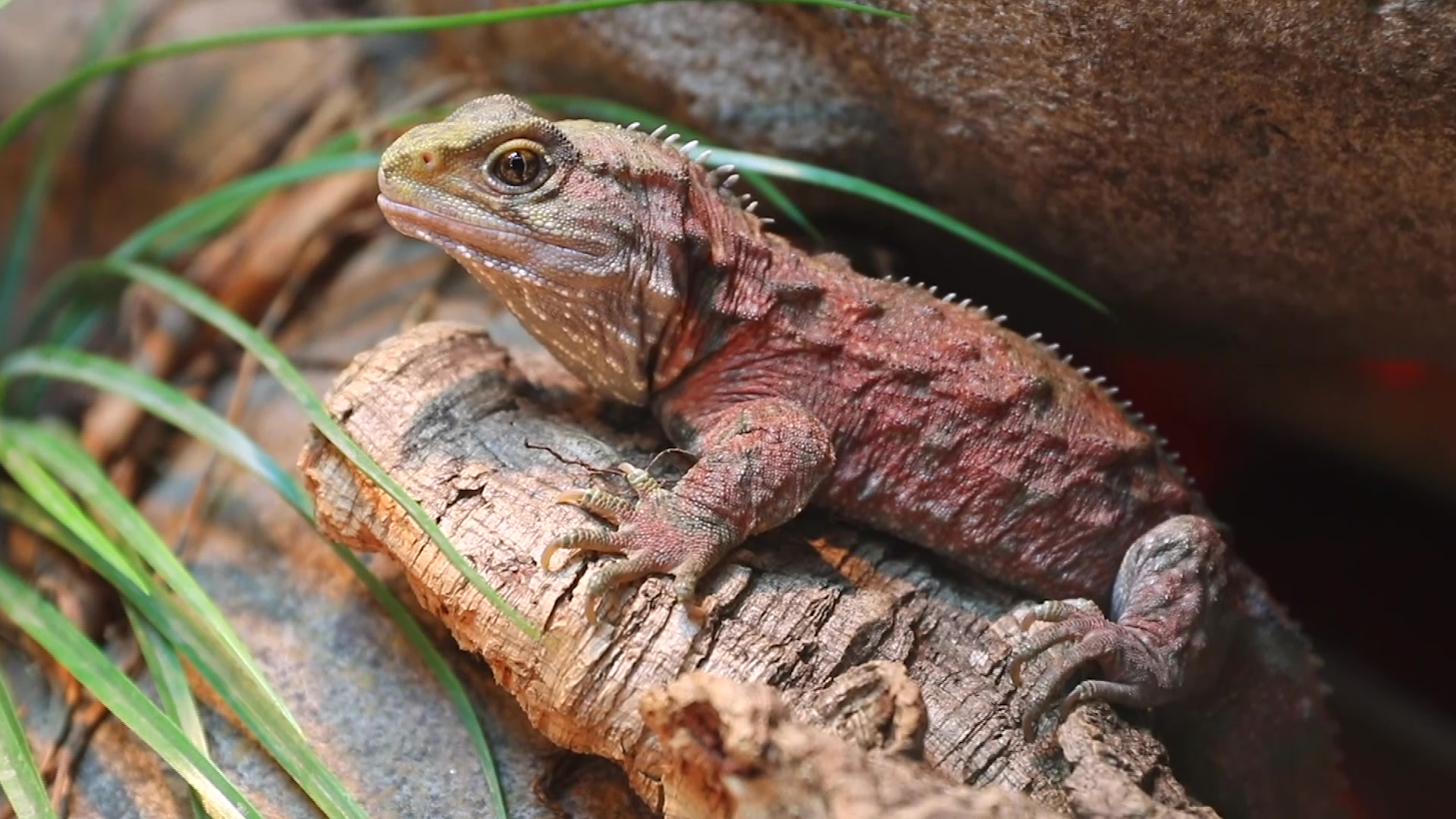 “Tuatara” reptiles find new home at Australian Reptile Park NBN News