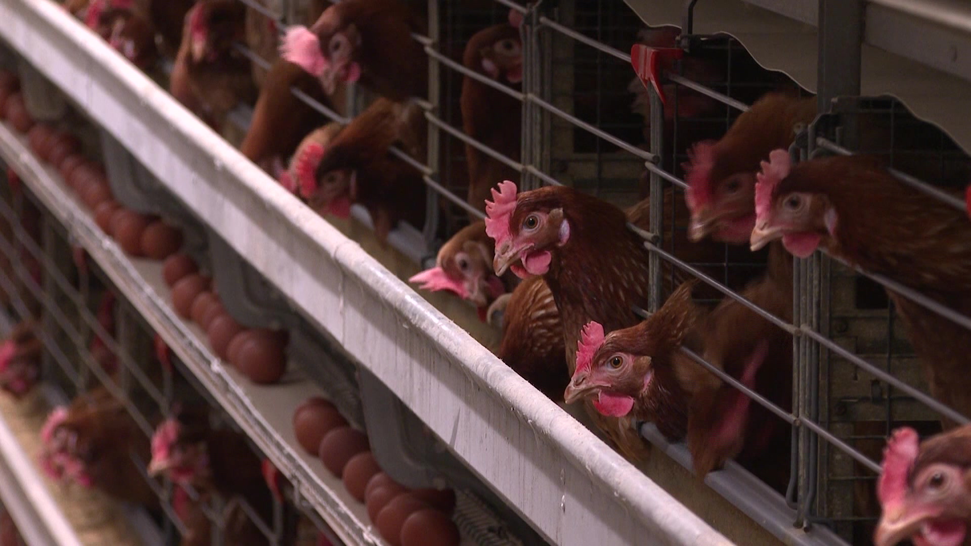 Ministers back flip on phasing out of caged eggs by 2036 NBN News