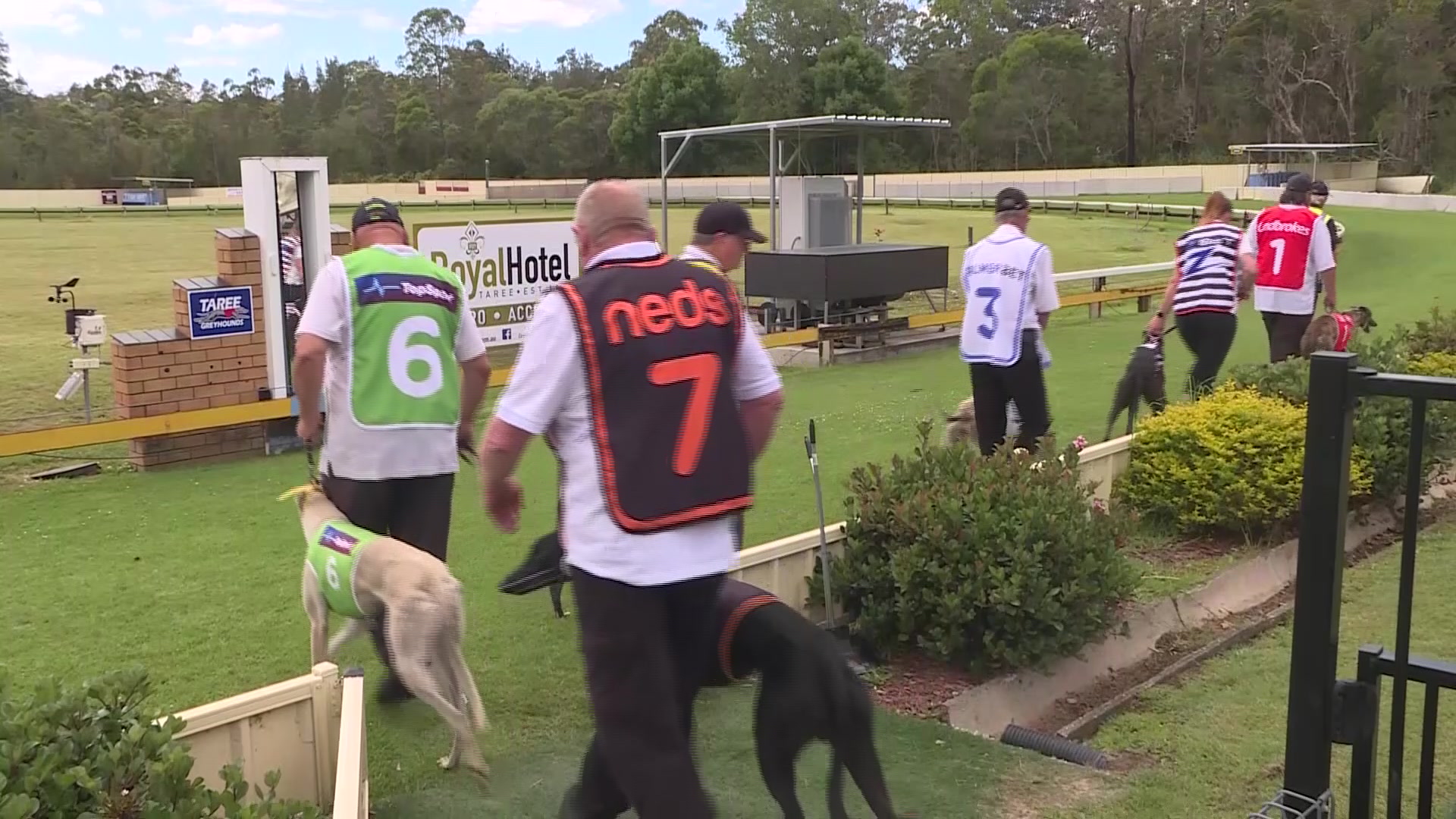 Local Taree greyhound trainers prepare for the Million Dollar Chase NBN News