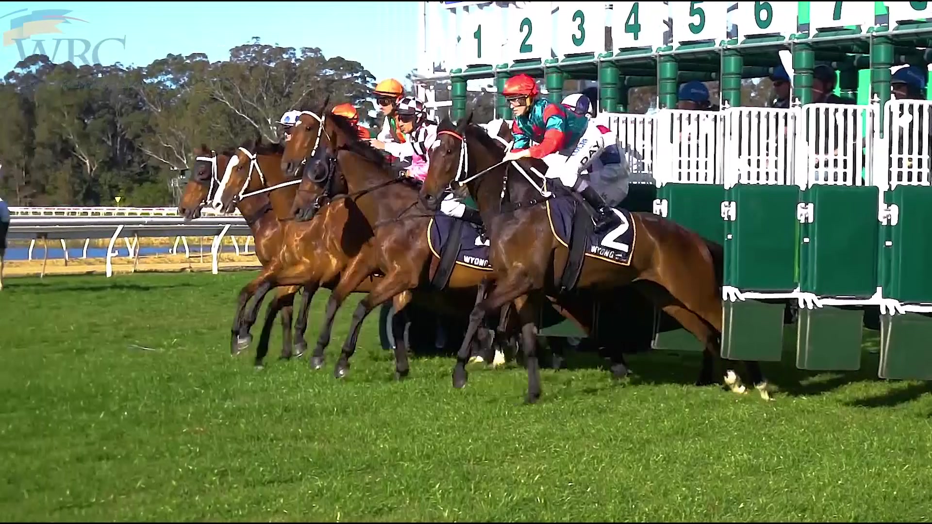 Wyong Gold Cup set to draw thousands track side – NBN News