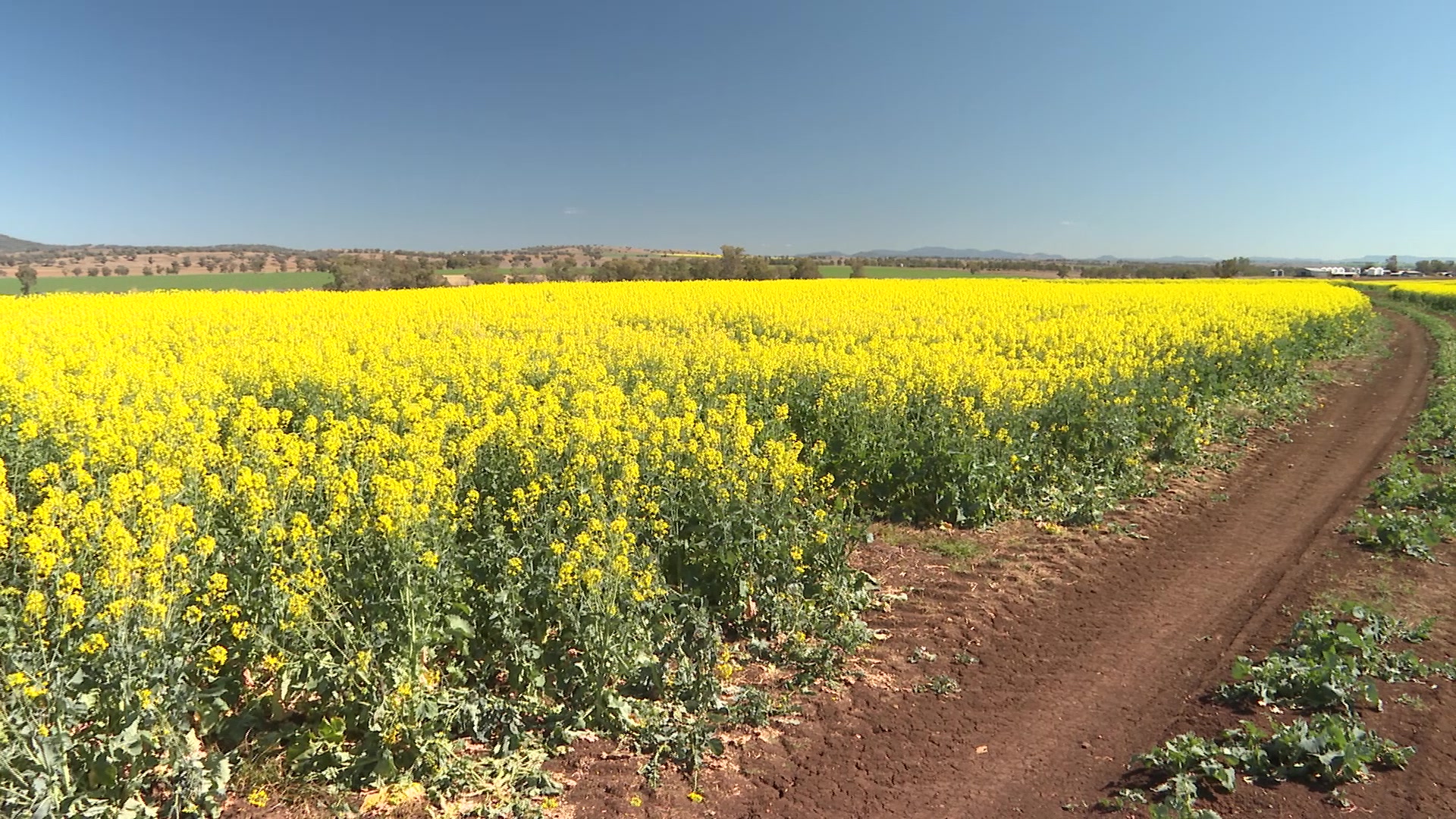 Canola yields down from last season – NBN News
