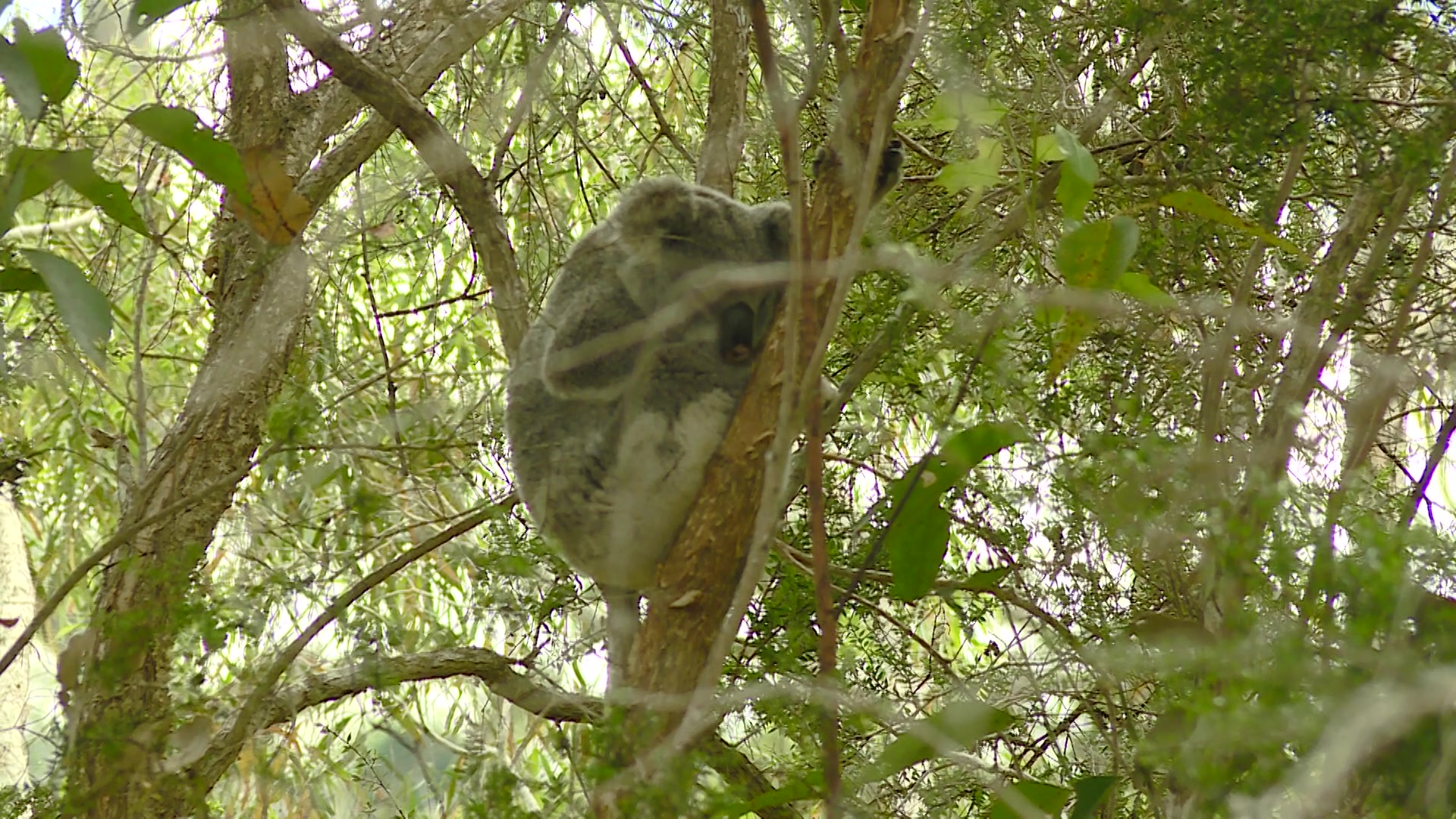 Precious Koala Count Begins NBN News nekocon-nekocon-added-a-new-photo