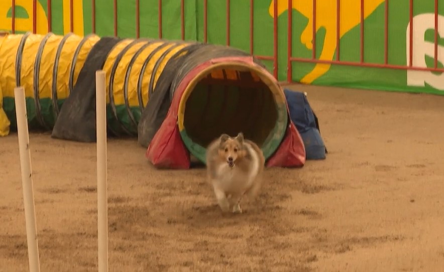 Pooch’s paradise National Agility Dog Grand Prix underway in Tamworth